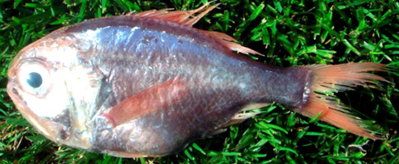 Hoplostethus mediterraneus mediterraneus_05.jpg